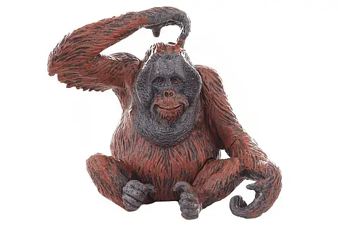 Orangutan