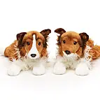 Plyš Pes Sheltie 37 cm