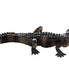 Krokodýl