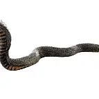 Had