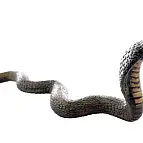 Had