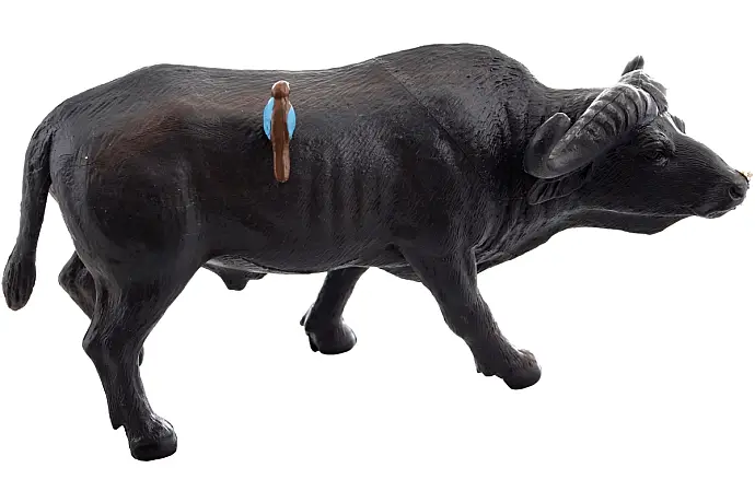 Buvol