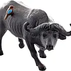 Buvol