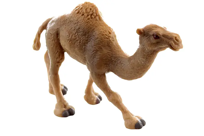 Velbloud