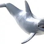 Delfín