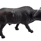 Buvol