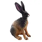 Zajíc