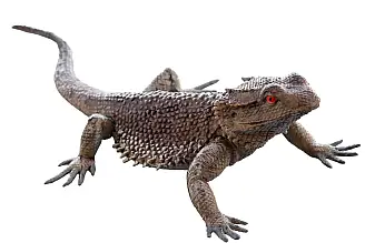 Ještěrka
