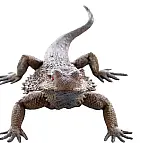 Ještěrka