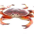 Krab