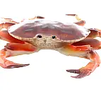 Krab