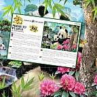 Puzzle 3D - Pandy
